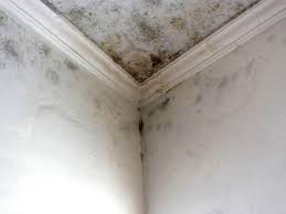 Reliable Roland, OK Mold Removal Solutions